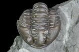 Wide, Partially Enrolled Flexicalymene Trilobite - Ohio #85587-2